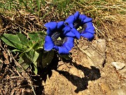23 Gentiana clusii (Genziana di Clusius)